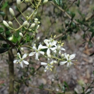 Bursaria spinosa at Farrer Ridge - 12 Dec 2014 10:30 AM