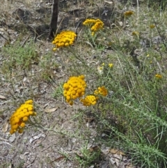 Chrysocephalum semipapposum (Clustered Everlasting) at Farrer Ridge - 12 Dec 2014 by galah681