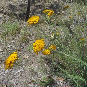 Chrysocephalum semipapposum at Farrer Ridge - 12 Dec 2014