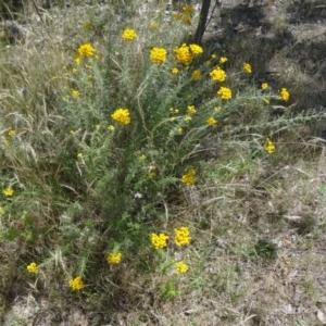 Chrysocephalum semipapposum at Farrer Ridge - 12 Dec 2014