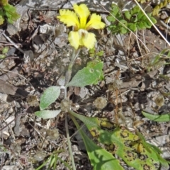 Goodenia hederacea (Ivy Goodenia) at Farrer Ridge - 11 Dec 2014 by galah681