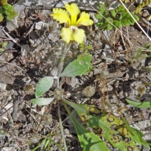 Goodenia hederacea at Farrer Ridge - 12 Dec 2014 10:38 AM