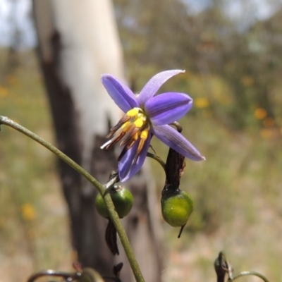 Dianella revoluta var. revoluta (Black-Anther Flax Lily) at Conder, ACT - 17 Nov 2014 by MichaelBedingfield