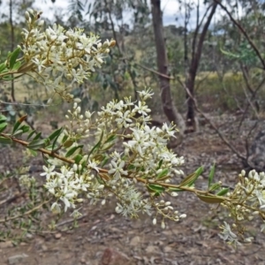 Bursaria spinosa at Farrer Ridge - 12 Dec 2014 10:45 AM