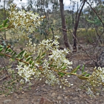 Bursaria spinosa (Native Blackthorn, Sweet Bursaria) at Farrer Ridge - 12 Dec 2014 by galah681