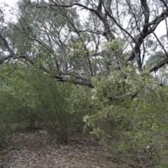 Bursaria spinosa at Farrer Ridge - 12 Dec 2014 10:45 AM