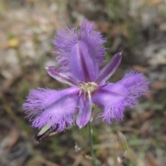 Thysanotus tuberosus subsp. tuberosus (Common Fringe-lily) at Tuggeranong Hill - 17 Nov 2014 by michaelb