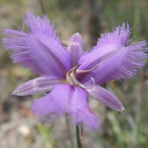 Thysanotus tuberosus subsp. tuberosus at Conder, ACT - 17 Nov 2014 02:37 PM