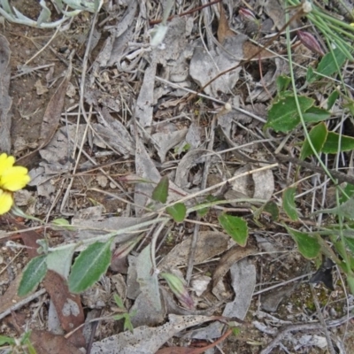 Goodenia hederacea (Ivy Goodenia) at Farrer Ridge - 11 Dec 2014 by galah681