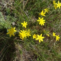 Hypoxis hygrometrica var. villosisepala (Golden Weather-grass) at Farrer Ridge - 11 Dec 2014 by galah681