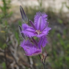 Thysanotus tuberosus subsp. tuberosus (Common Fringe-lily) at Conder, ACT - 17 Nov 2014 by michaelb