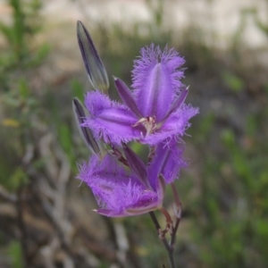 Thysanotus tuberosus subsp. tuberosus at Conder, ACT - 17 Nov 2014 01:47 PM