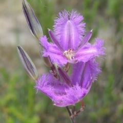 Thysanotus tuberosus subsp. tuberosus at Conder, ACT - 17 Nov 2014