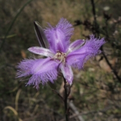 Thysanotus tuberosus subsp. tuberosus (Common Fringe-lily) at Tuggeranong Hill - 17 Nov 2014 by michaelb