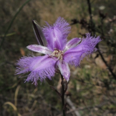 Thysanotus tuberosus subsp. tuberosus (Common Fringe-lily) at Tuggeranong Hill - 17 Nov 2014 by michaelb