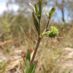 Opercularia hispida (Hairy Stinkweed) at Conder, ACT - 17 Nov 2014 by MichaelBedingfield