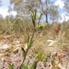 Opercularia hispida at Conder, ACT - 17 Nov 2014