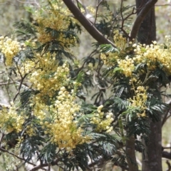 Acacia mearnsii (Black Wattle) at Conder, ACT - 17 Nov 2014 by michaelb