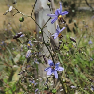 Dianella revoluta var. revoluta (Black-Anther Flax Lily) at Conder, ACT - 17 Nov 2014 by michaelb