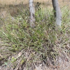 Dianella revoluta var. revoluta at Conder, ACT - 17 Nov 2014