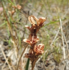 Wurmbea dioica subsp. dioica (Early Nancy) at Conder, ACT - 17 Nov 2014 by MichaelBedingfield