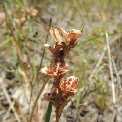 Wurmbea dioica subsp. dioica (Early Nancy) at Tuggeranong Hill - 17 Nov 2014 by michaelb