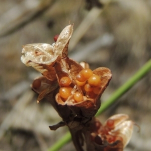 Wurmbea dioica subsp. dioica at Conder, ACT - 17 Nov 2014 02:13 PM