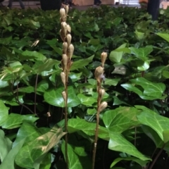 Gastrodia sesamoides (Cinnamon Bells) at Barton, ACT - 12 Dec 2014 by AaronClausen