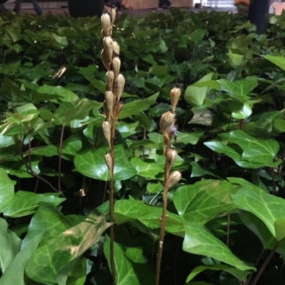 Gastrodia sesamoides (Cinnamon Bells) at Barton, ACT - 12 Dec 2014 by AaronClausen