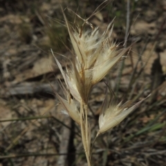 Rytidosperma sp. (Wallaby Grass) at Conder, ACT - 17 Nov 2014 by MichaelBedingfield