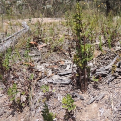 Cheilanthes sieberi (Rock Fern) at Tuggeranong Hill - 11 Nov 2014 by michaelb