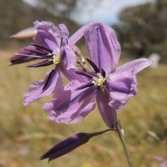 Arthropodium fimbriatum (Nodding Chocolate Lily) at Conder, ACT - 17 Nov 2014 by MichaelBedingfield