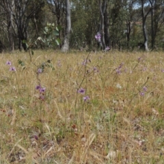 Arthropodium fimbriatum at Conder, ACT - 17 Nov 2014