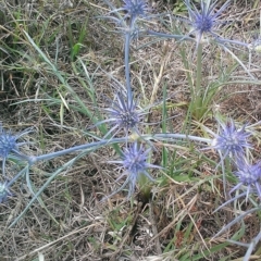 Eryngium ovinum (Blue Devil) at Gungahlin, ACT - 13 Dec 2014 by krisnash