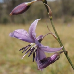 Arthropodium fimbriatum (Nodding Chocolate Lily) at Tuggeranong Hill - 11 Nov 2014 by michaelb