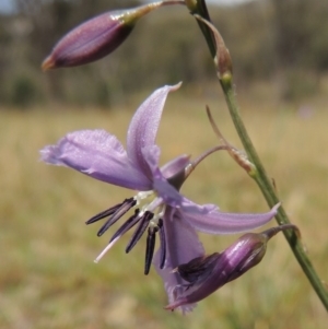 Arthropodium fimbriatum at Conder, ACT - 12 Nov 2014 12:00 AM