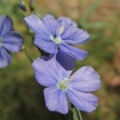 Linum marginale (Native Flax) at Conder, ACT - 17 Nov 2014 by MichaelBedingfield