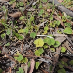 Dichondra repens (Kidney Weed) at Conder, ACT - 17 Nov 2014 by michaelb