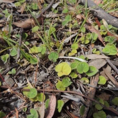 Dichondra repens (Kidney Weed) at Tuggeranong Hill - 17 Nov 2014 by michaelb