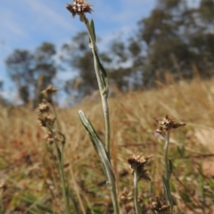 Euchiton japonicus (Creeping Cudweed) at Conder, ACT - 17 Nov 2014 by MichaelBedingfield