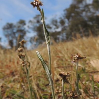 Euchiton japonicus (Creeping Cudweed) at Conder, ACT - 17 Nov 2014 by michaelb