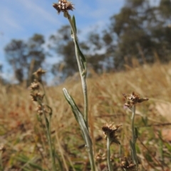 Euchiton japonicus (Creeping Cudweed) at Conder, ACT - 17 Nov 2014 by michaelb
