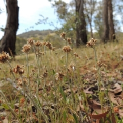 Euchiton japonicus at Conder, ACT - 17 Nov 2014