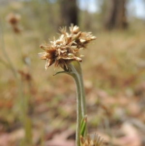 Euchiton japonicus at Conder, ACT - 17 Nov 2014