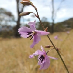 Arthropodium fimbriatum (Nodding Chocolate Lily) at Conder, ACT - 17 Nov 2014 by MichaelBedingfield