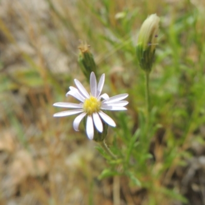 Vittadinia muelleri (Narrow-leafed New Holland Daisy) at Tuggeranong Hill - 17 Nov 2014 by michaelb