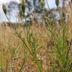 Vittadinia muelleri at Conder, ACT - 17 Nov 2014