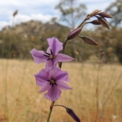 Arthropodium fimbriatum (Nodding Chocolate Lily) at Tuggeranong Hill - 17 Nov 2014 by michaelb