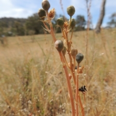 Bulbine bulbosa (Golden Lily) at Tuggeranong Hill - 17 Nov 2014 by michaelb