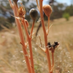 Bulbine bulbosa at Conder, ACT - 17 Nov 2014